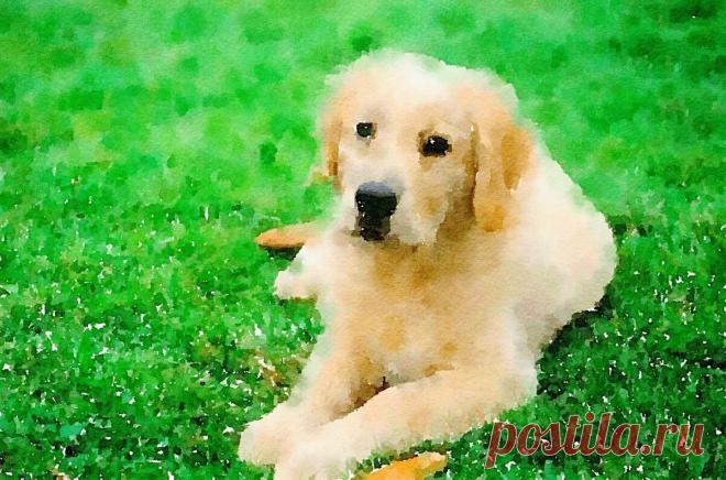 Моя любовь к собаке и акварель: искусство и чувства | 7Hillsart | Дзен