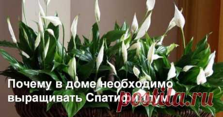 Почему в доме необходимо выращивать Спатифиллум