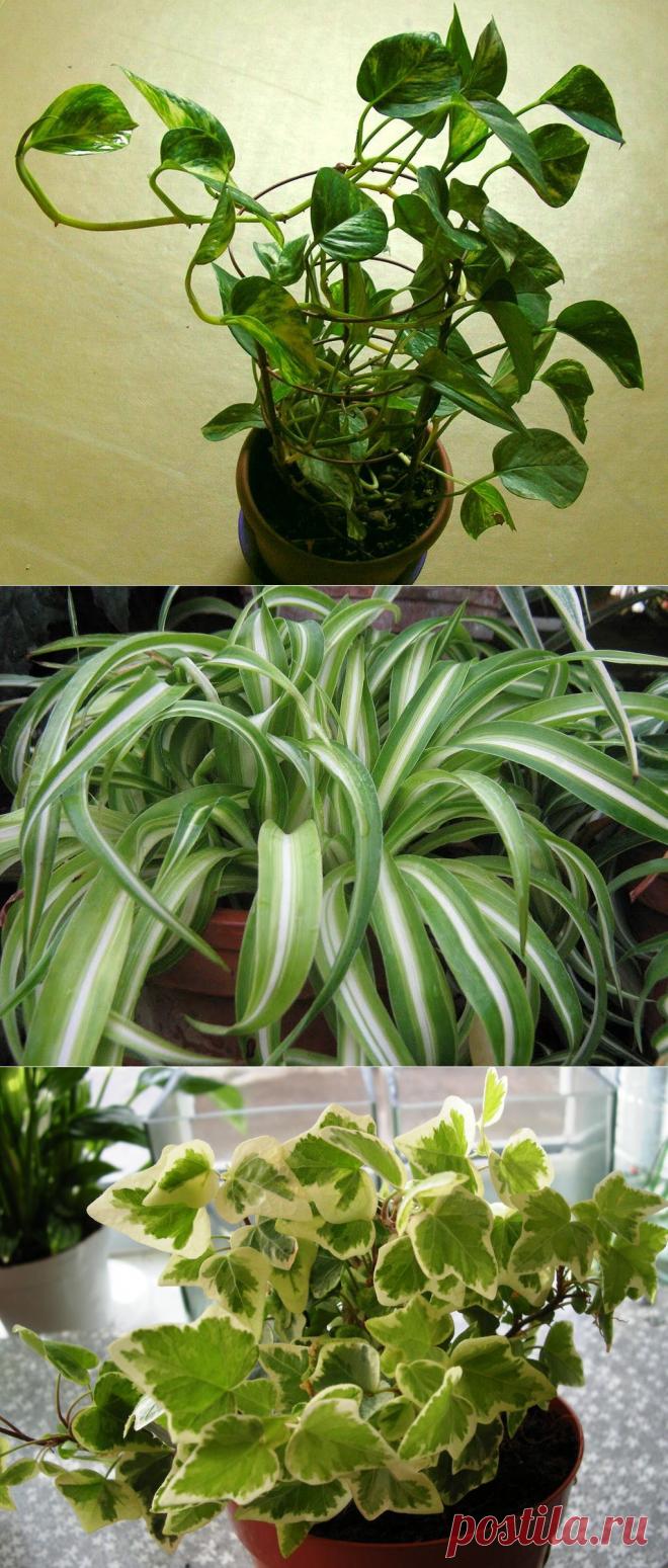 Обзор лучших комнатных растений очищающих воздух.