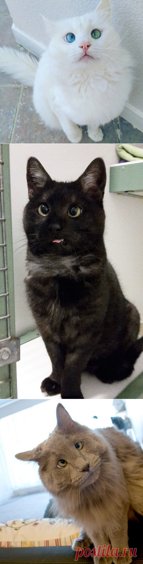 Особенные котейки, которые доказывают, что любить нужно не за внешность