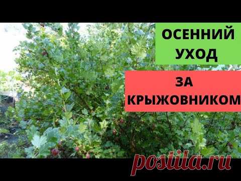 Осенний уход за КРЫЖОВНИКОМ