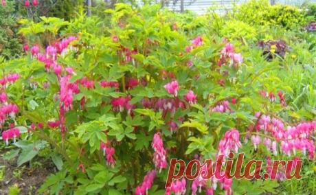 «Цветок сердца» на даче — 6 соток