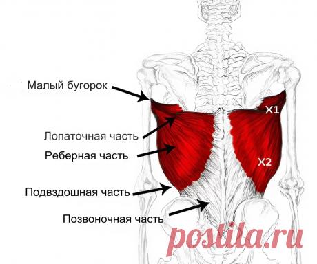 Широчайшая мышца. Самомассаж