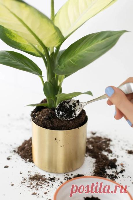 Tres Ingredientes que resucitarán tus plantas (Jardín)