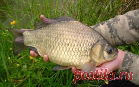 Места ловли карася летом: некоторые наблюдения | Все о ловле рыбы 🎣 Рыбалке.нет