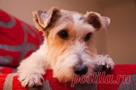 Порода собак фокстерьер