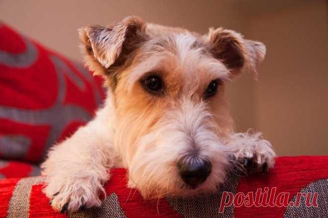 Порода собак фокстерьер