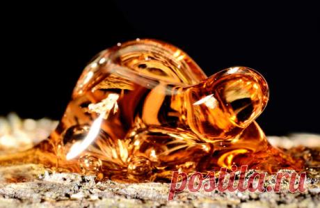 Что такое камедетечение и как его победить