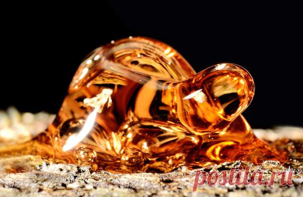 Что такое камедетечение и как его победить