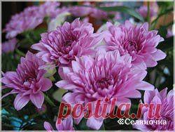 Путь к долголетию » Селяночка - портал для фермеров, сельское хозяйство, животноводство, птицеводство, пчеловодство, земледелие, рыбоводство, грибоводство, форум фермеров