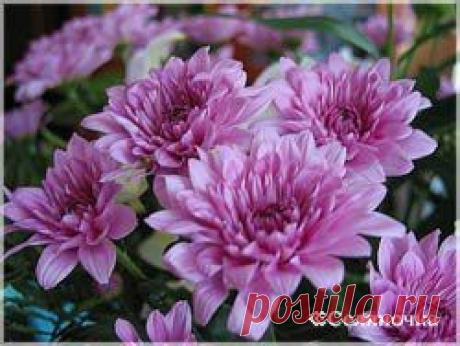 Путь к долголетию » Селяночка - портал для фермеров, сельское хозяйство, животноводство, птицеводство, пчеловодство, земледелие, рыбоводство, грибоводство, форум фермеров