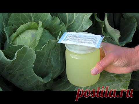 ВСЕ СМЕЯЛИСЬ НАД ЭТОЙ ПОДКОРМКОЙ ПОКА НЕ УВИДЕЛИ РЕЗУЛЬТАТ! ДЛЯ 100% ЗАВЯЗИ ВСЕХ ПЛОДОВ И КАПУСТЫ!