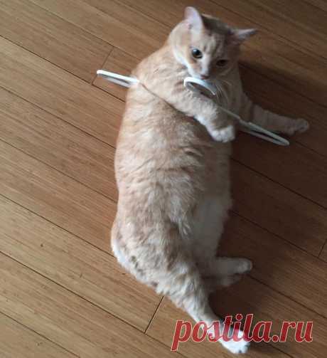 16 фото, после просмотра которых, вы еще больше полюбите котов
