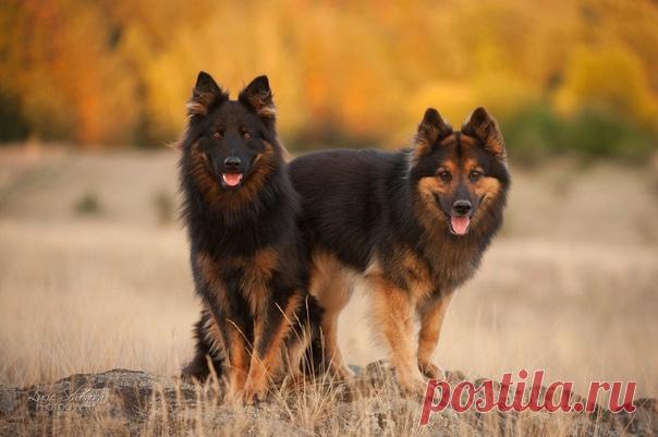 ♥ ЖИВОТНЫЕ ♥ ПРИРОДА ♥