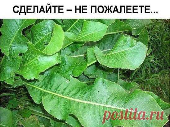Хрен – единственное растение, способное вытягивать соль через поры кожи. 
СДЕЛАЙТЕ – НЕ ПОЖАЛЕЕТЕ! 
Избавиться от всей соли, которая накопилась в организме и может привести к солевым болезненным отложениям, помогут листья хрена.. 
Напоминаю проверенный и безотказный рецепт. 
Возьмите свежие крупные листья хрена – 2 шт. Перед сном окуните их с двух сторон кипяток и сразу положите на спину, захва