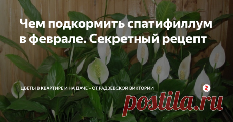 Чем подкормить спатифиллум в феврале. Секретный рецепт Спатифиллум очень красивое вечнозеленое комнатное растение, которое украшает собой любой интерьер. В феврале растение при коротком световом дне нуждается в поддержке. А именно спатифиллуму требуется дополнительная подкормка.  Рассмотрим несколько лучших натуральных удобрений.
