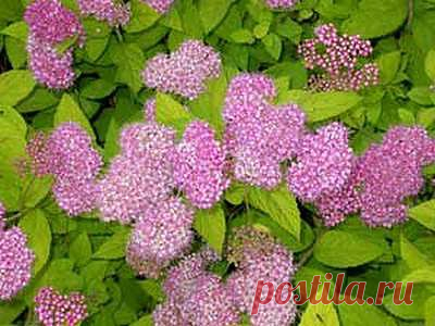 Энциклопедия. Растения и цветы