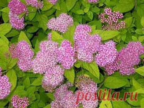 Энциклопедия. Растения и цветы