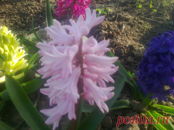 Я люблю ✿ ЦВЕТЫ ✿ | I ♥ Flowers