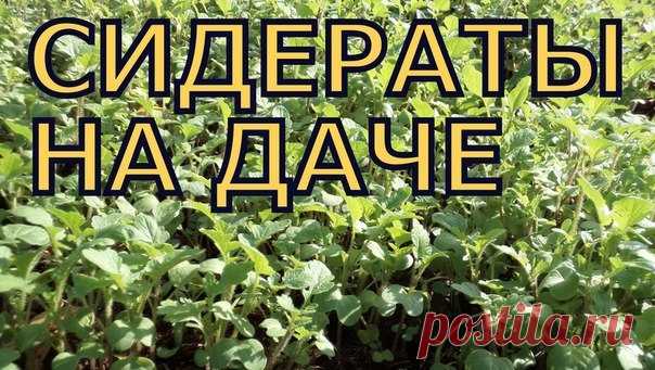 Сидераты 

Сидераты на даче - это не просто какая-то трава, а отличное зеленое удобрение. Вам не нужно покупать минеральные удобрения, чтобы обеспечить себя качественным урожаем, а достаточно применять сидераты и методы органического земледелия. Только использовать их нужно с умом, ведь, как я говорила, это не просто какая-то трава... Обо всем этом и хочу сегодня рассказать, а также о том, какую пользу несут растения-сидераты. 
Показать полностью…