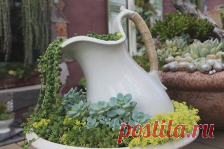 Succulent Cafe Oceanside: A Living Masterpiece — Needles + Leaves