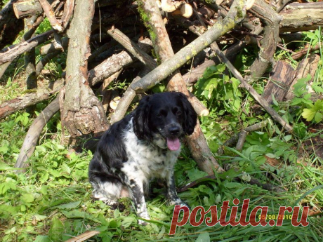 Фотография - Google Фото