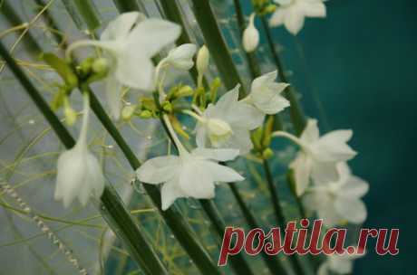 Эухарис, амазонская лилия (Eucharis )