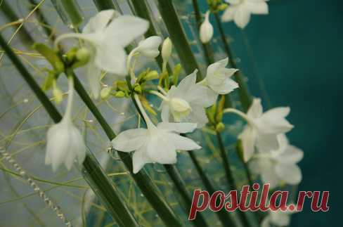 Эухарис, амазонская лилия (Eucharis )