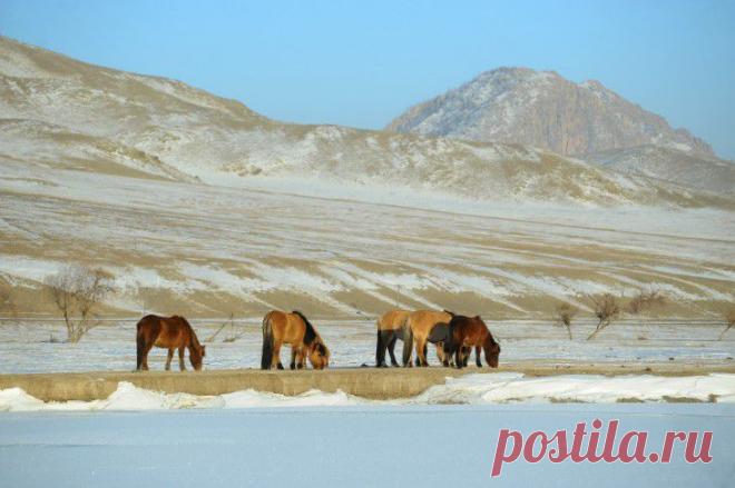 Монгольское иго: как кочевники поднимали Русь с колен