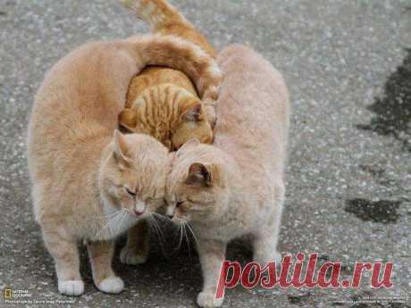 Друзья навеки.