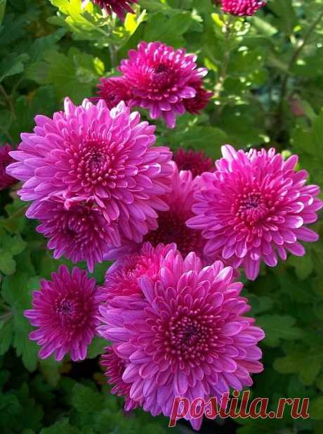 (41) Pinterest