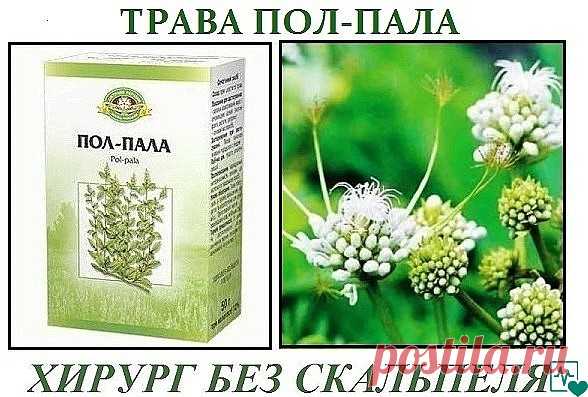 ПОЛ - ПАЛА.  ХИРУРГ БЕЗ СКАЛЬПЕЛЯ!
Без преувеличения можно сказать: пол-пола способна заменить целую
аптеку. Эта трава является мощным стимулятором солевого обмена в
организме.
Лечит и подагру, и полиартрит. Как солевыводящее средство 
применяется при пиелонефрите, мочекаменной болезни, циститах. 
Способствует снятию воспалительного процесса мочевыводящих путей и 
мочевого пузыря, в придатках, в почечных лоханках (пиелит), простате 
(простатит). Отвар пол-полы является сил...