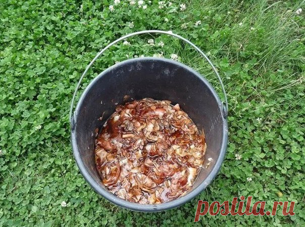 Луковая шелуха — клад для дачников

Мы порой проходим мимо старых и проверенных средств повышения урожая или борьбы с вредителями и болезнями.

Луковая шелуха — один из резервов повышения урожайности. Её отвар содержит полный набор таблицы Менделеева: кальций, калий, марганец, магний, железо, медь, селен, хром, бор, медь и т.д.
Показать полностью…