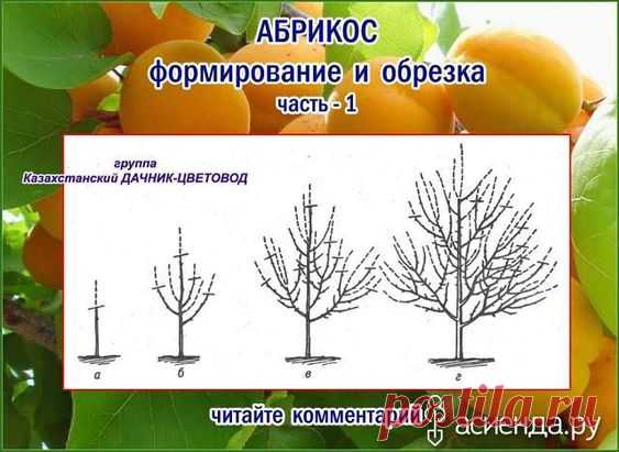 Как и обещала продолжим обучаться обрезке деревьев, кустарников.