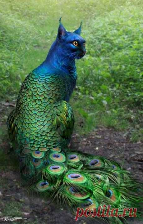 (1) Pinterest
