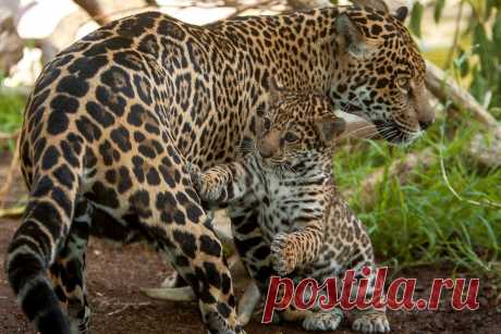 Светлана Дудина - Шлиссельбург, Ленинградская обл., Россия на Мой Мир@Mail.ru