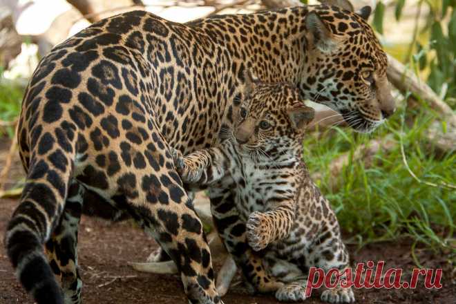 Светлана Дудина - Шлиссельбург, Ленинградская обл., Россия на Мой Мир@Mail.ru