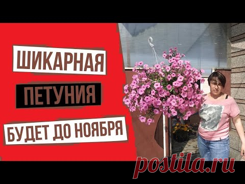 Что нужно ампельной петунии летом? 5 важных советов! Продолжение.