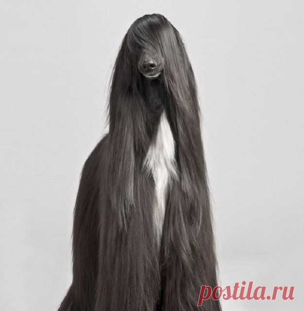 Собака с самой шикарной шевелюрой. Любая девушка позавидует!