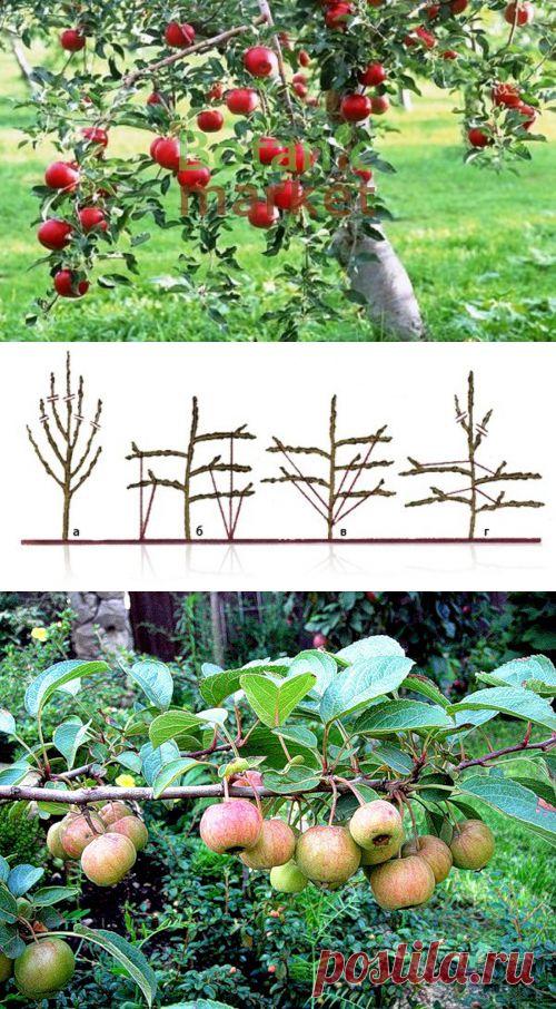 Чтобы яблони были урожайными — 6 соток