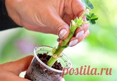 Выращивание и размножение пеларгонии душистой в домашних условиях