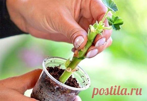 Выращивание и размножение пеларгонии душистой в домашних условиях
