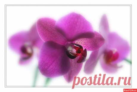 Фото: Орхидея. Фотограф Александр Голуб. Природа - Фото и фотограф на Расфокусе.