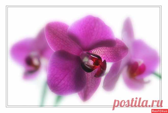 Фото: Орхидея. Фотограф Александр Голуб. Природа - Фото и фотограф на Расфокусе.