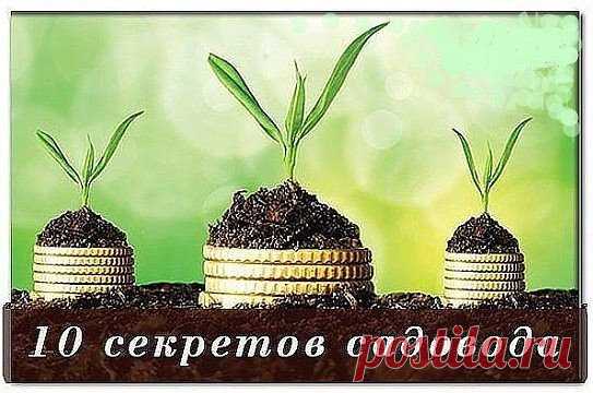 10 САДОВО-ОГОРОДНЫХ СЕКРЕТОВ
Cохраните, чтобы не потерять!
1. «Солим» лук
Перед посадкой лука его рекомендуется замочить на 3-4 ч. в соленой воде –
 100 г соли на 5 л воды.
2. Огурцы с молоком и медом
Если семена огурца предварительно (до высаживания в грунт) замочить в 
молоке, то плоды будут вкуснее и нежнее, а если в медовой воде – слаще.
3. Срезаем листья
За 2-3 дня до высадки в грунт томатов у рассады срезают 2-3 нижних 
листочка.
4. Не поливаем
Первые 12-14 дней после высадки растения