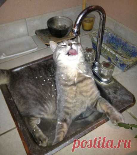 Неправильные коты)