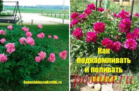 Пионы: посадка и способ размножения — Бабушкины секреты