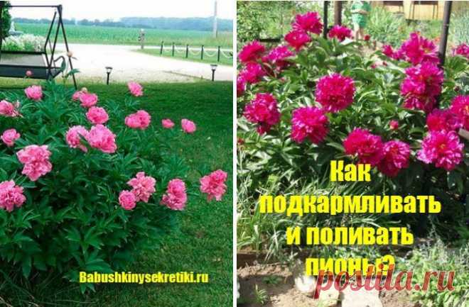 Пионы: посадка и способ размножения — Бабушкины секреты