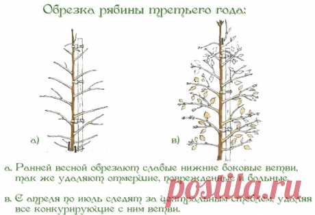 обрезка рябины весной схема: 10 тыс изображений найдено в Яндекс.Картинках