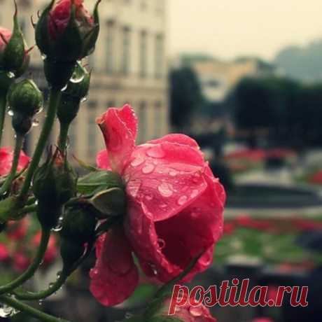 Розы